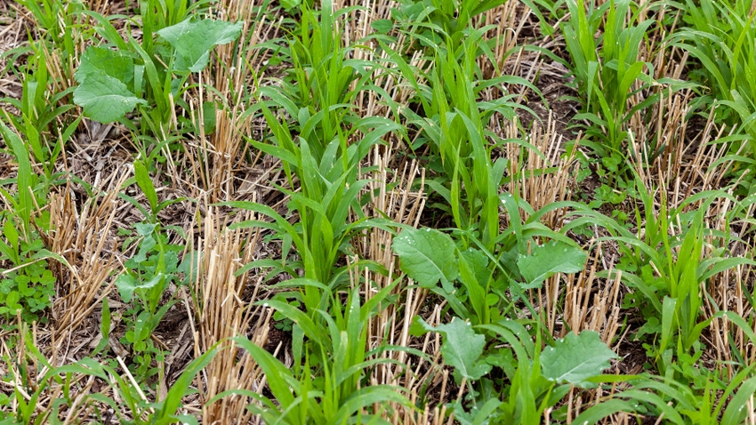 Close up of corn crop growing between rows winter wheat stubble Close up of corn crop growing between rows winter wheat stubble