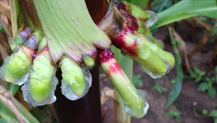 This tropical corn found in Oaxaca, Mexico, grows to 15 feet and has gel-oozing brace roots up and down its stems.