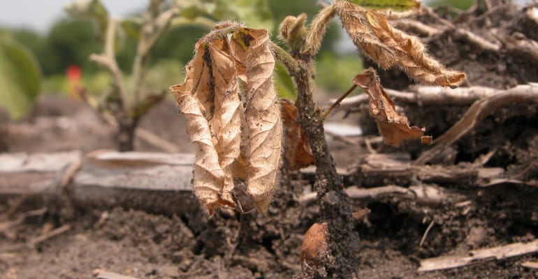PHYTOPHTHORA shown on early growth of soybean plant