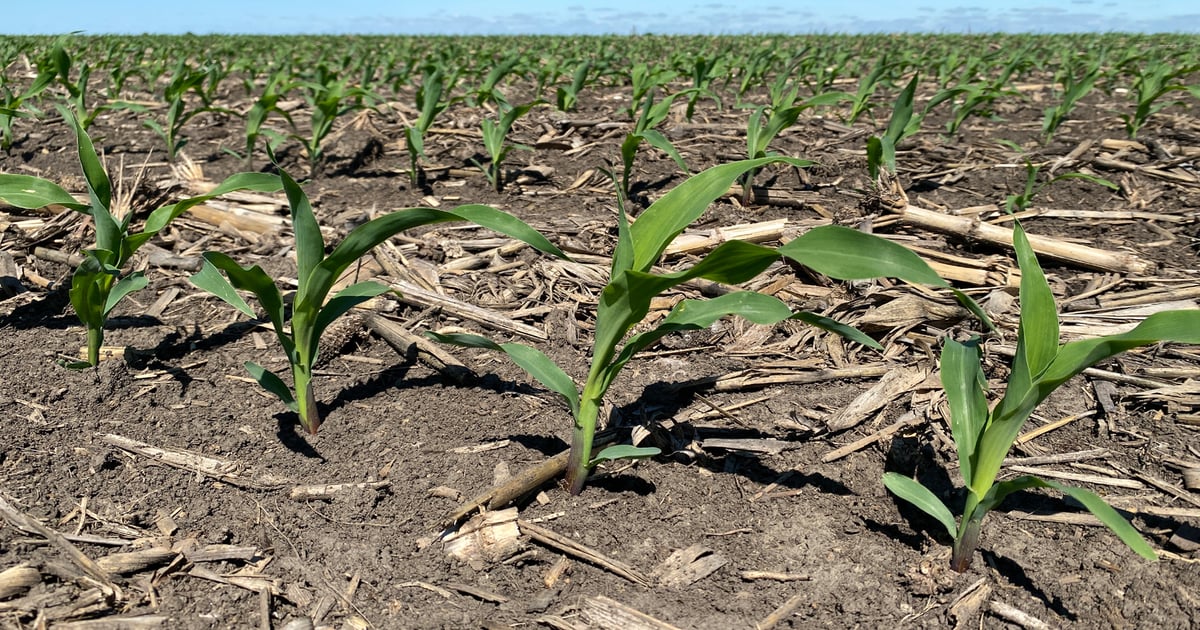 7 steps to improve corn stands, manage fields