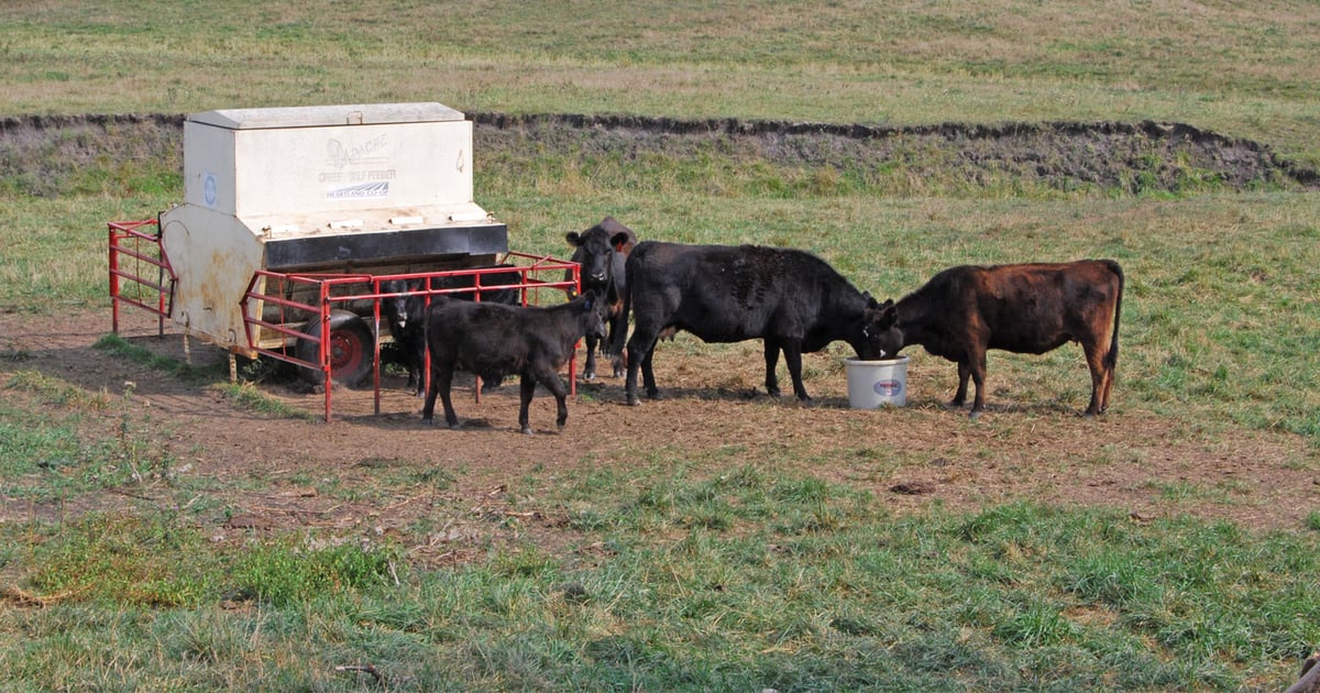 Backgrounding calves could pay