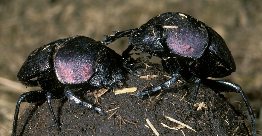 dung beetles 