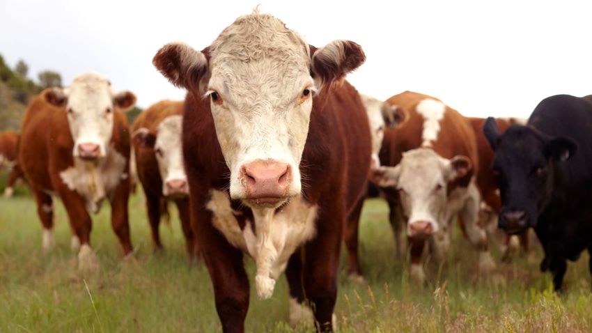 herd of Hereford cattle grazing in pasture herd of Hereford cattle grazing in pasture