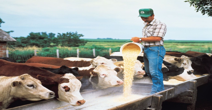 11-24-21 feedeer cattle_1.jpg 11-24-21 feedeer cattle_1.jpg