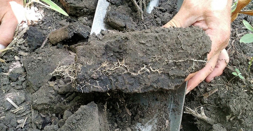 soil profile showing compacted roots