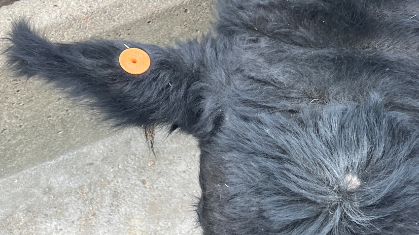 cow head and ear with ear tag cow head and ear with ear tag