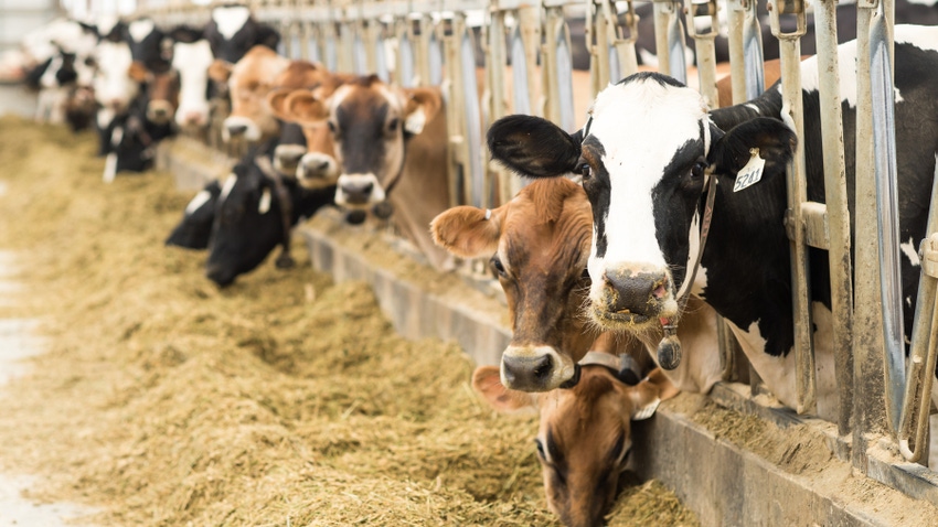 dairy cattle at feed bunk