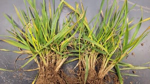 wheat sample shows symptoms of wheat spindle streak mosaic virus