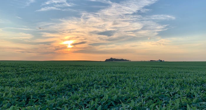 soybeans-sunset-koukol.jpg