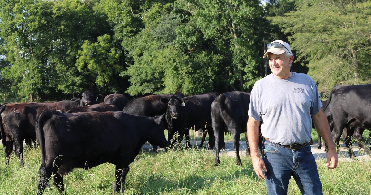 Grazing cover crops: An unexpected benefit