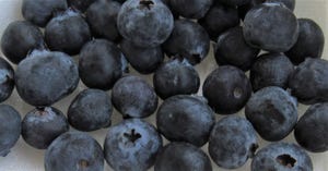 WFP-hearden-blueberries.JPG
