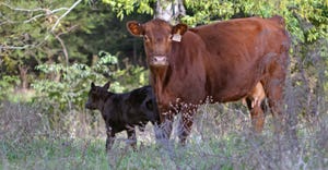 red beef cow and calf standing in pasture
