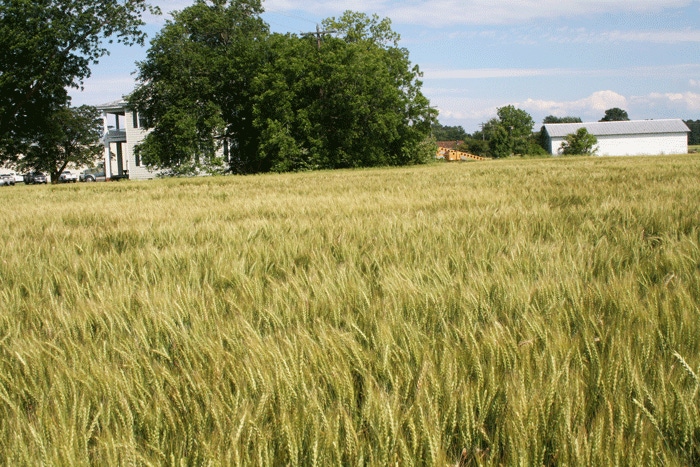 Wheat farm scene