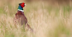 common pheasant in grass