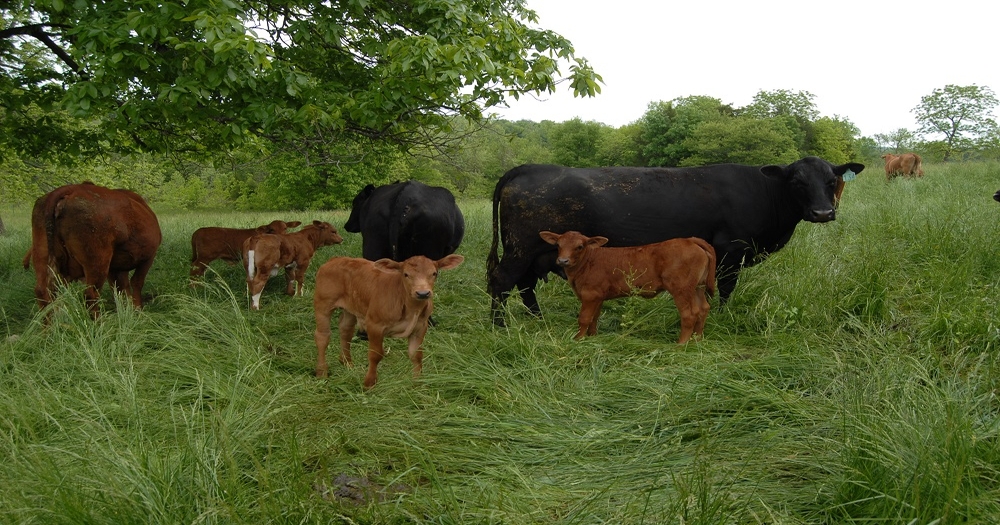 How to figure contract cow grazing