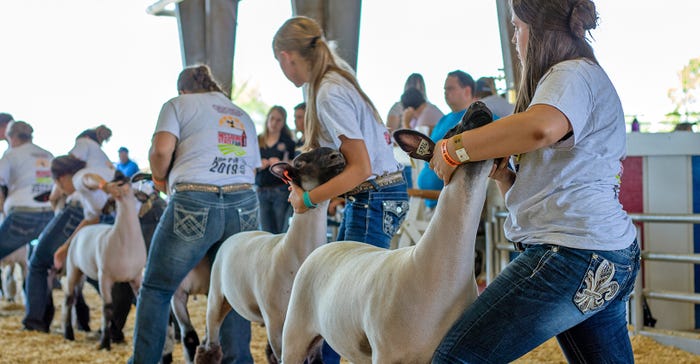 Missouri State Fair market lamb exhibitors 
