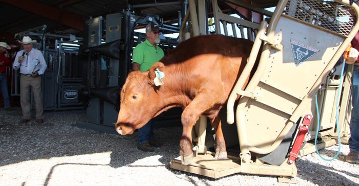 cow exiting cattle chute