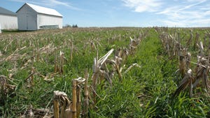 cover crops growing in corn residue