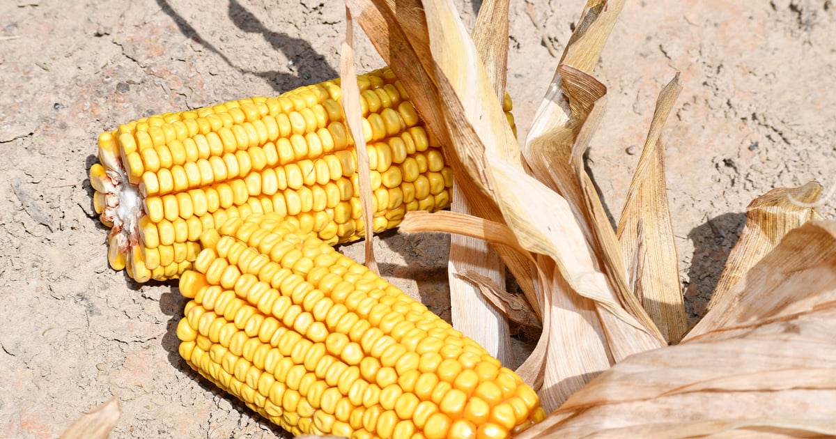 Corn Ruck Yield determining factors and row spacing in corn