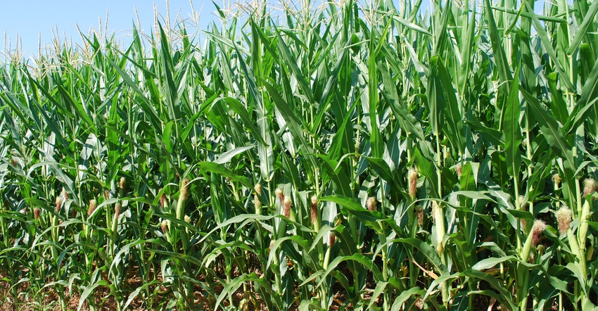 leaf disease in cornfield