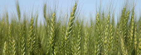 new_spring_wheat_varieties_delivers_high_yield_potential_1_635297359814623595.jpg