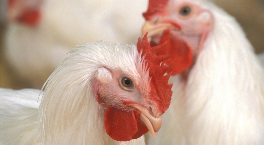 WFP-ARS-chickens.jpg WFP-ARS-chickens.jpg