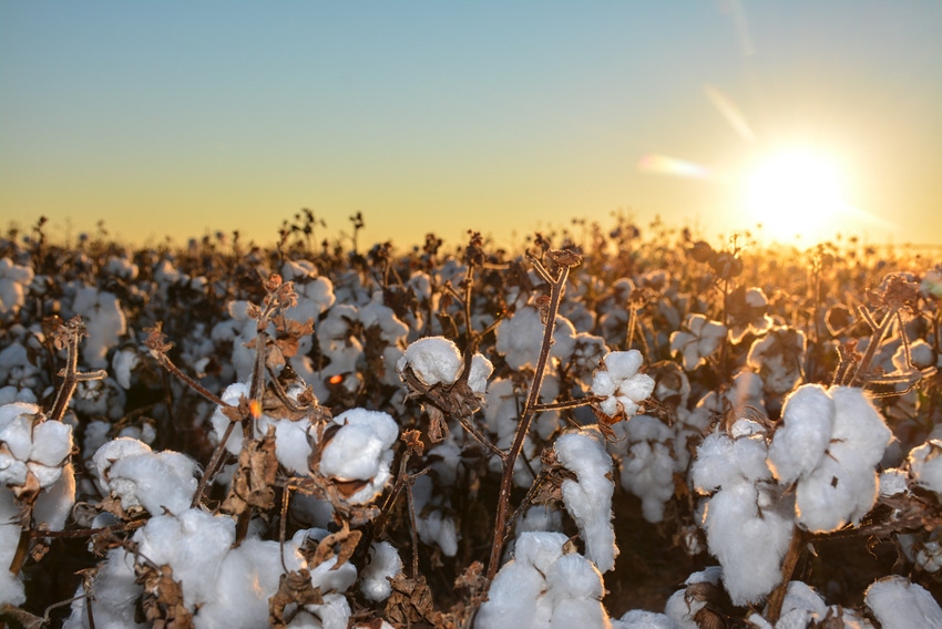 SWFP-HUGULEY-18-sunrise-cattle-cotton.jpg SWFP-HUGULEY-18-sunrise-cattle-cotton.jpg