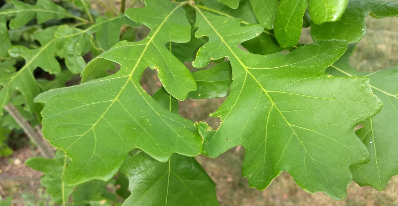 Oak trees are mighty