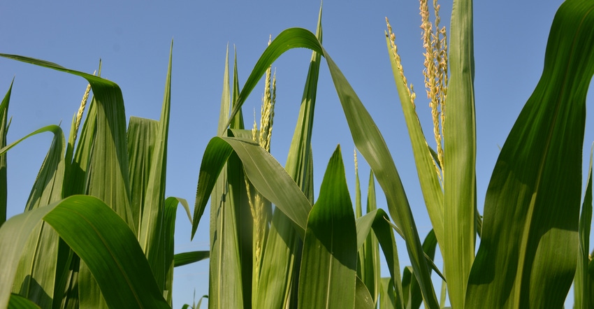 corn with tassles corn with tassles