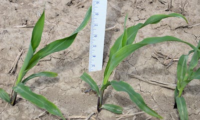5_steps_uniform_spacing_consistent_plant_height_early_corn_stands_2_635969307249728216.jpg