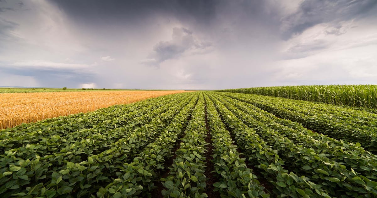 Weather takes center stage as farmers tune out geopolitical chaos