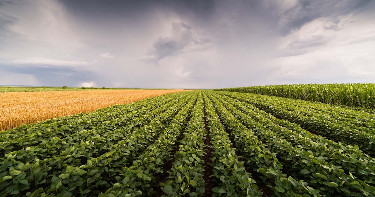 Weather takes center stage as farmers tune out geopolitical chaos