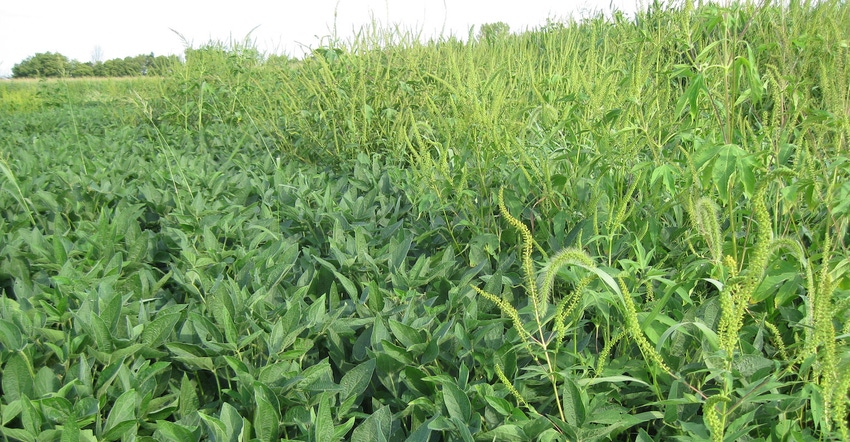 soybean field with waterhemp weeds