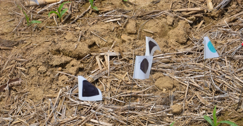 "black flags" signaling corn plants emerging nine to 14 days after the first plants