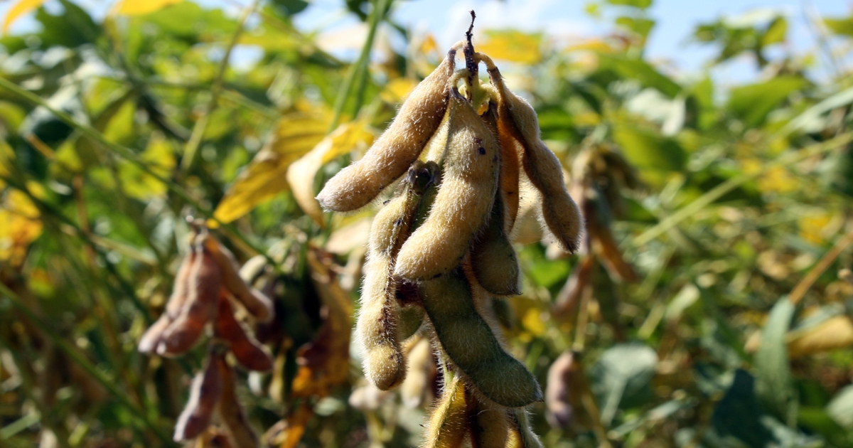 Early production indeterminate soybeans worth it in lower Southeast?