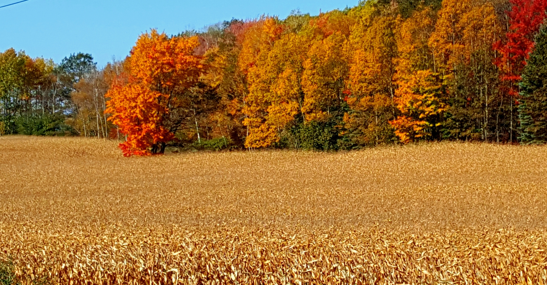 Southeast corn production and yields jump