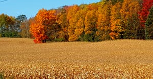 corn field in fall