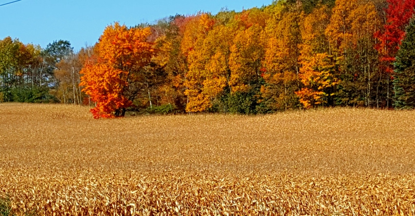 corn field in fall