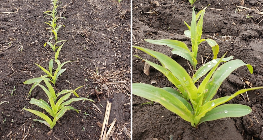 post-emerge-corn-herbicides.jpg