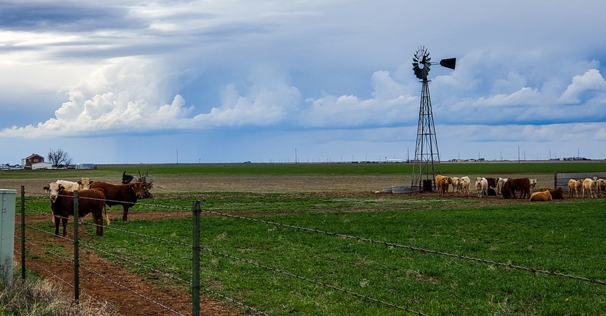 swfp-shelley-huguley-20-cattle-windmill-clouds.JPG