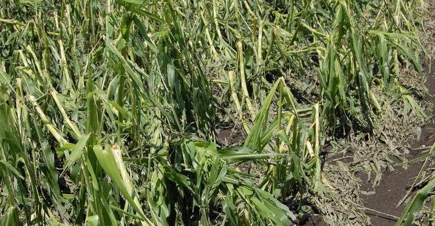 Hail damage to corn stalks