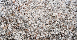 cottonseed-meal-andrew-linscott-GettyImages-478770216-ol.jpg