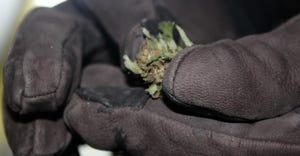 closeup hemp bud in black gloves