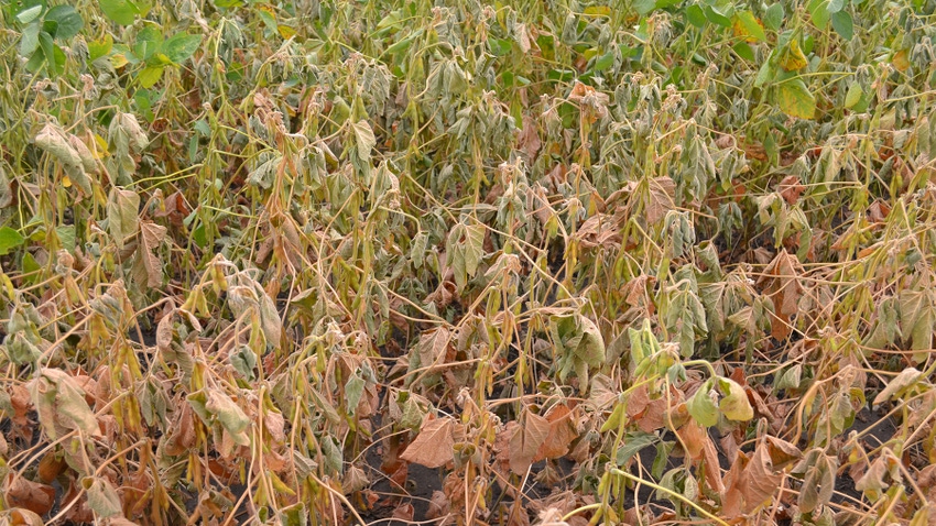 A soybean field with wilting and discoloration in the plant leaves