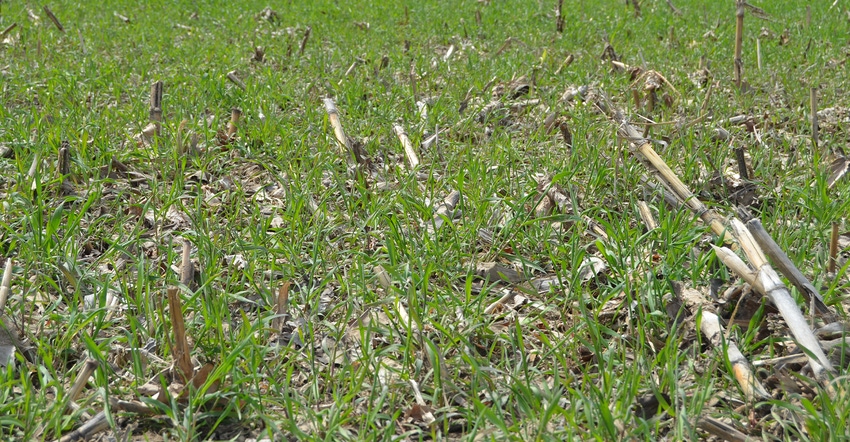 cover crop