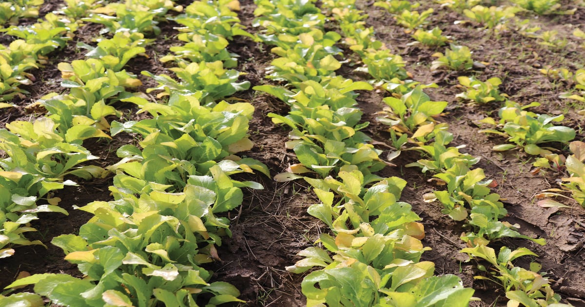 no till tobacco No-Tilling Saves the Soil, Preserves Yields No-till cover crops key to