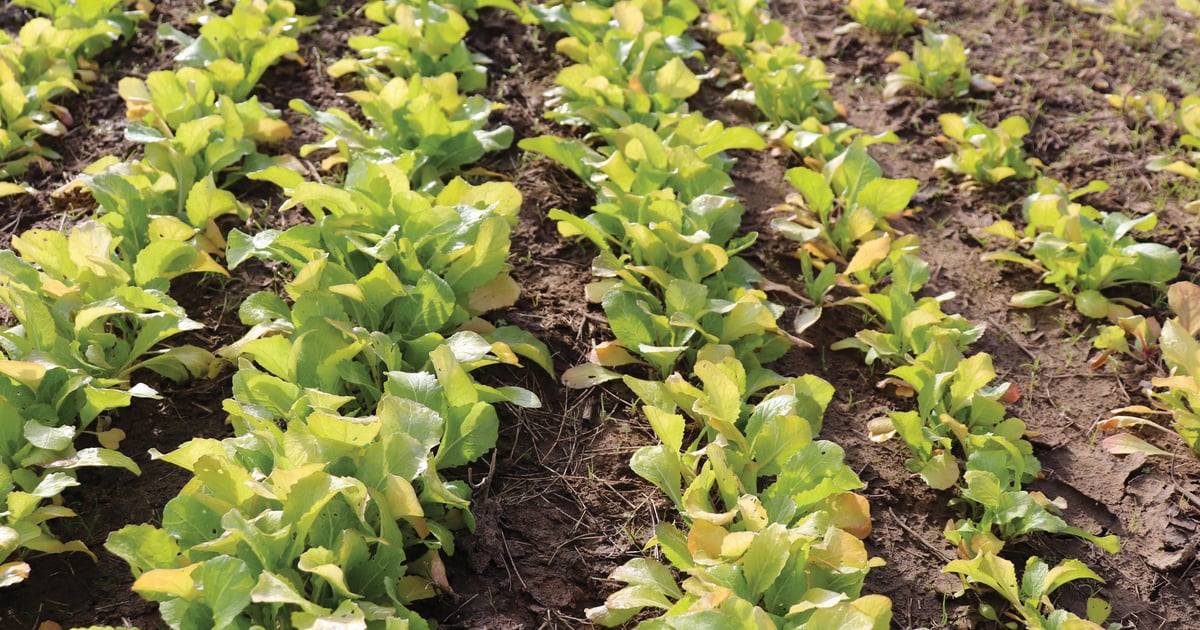 no till tobacco No-Tilling Saves the Soil, Preserves Yields No-till cover crops key to