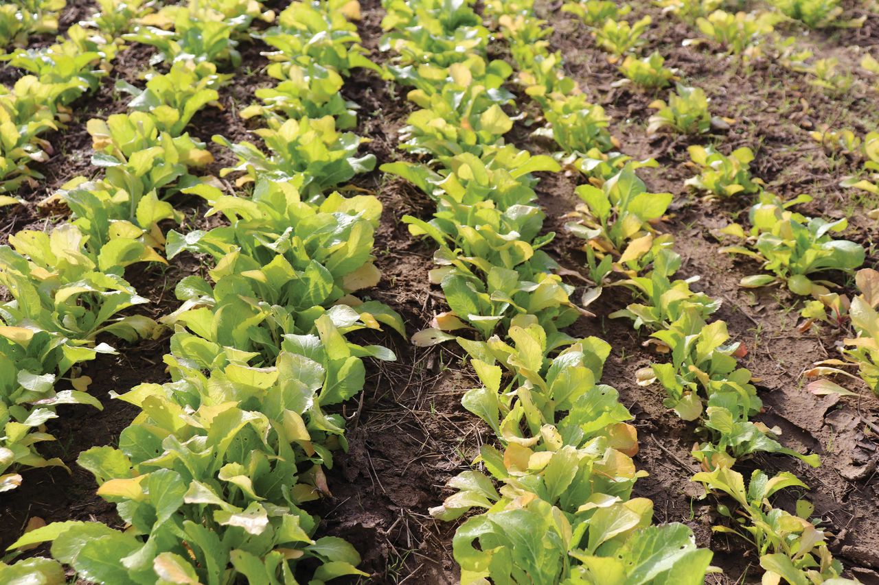 no till tobacco Kings Cover Crops Transform Challenging Acres