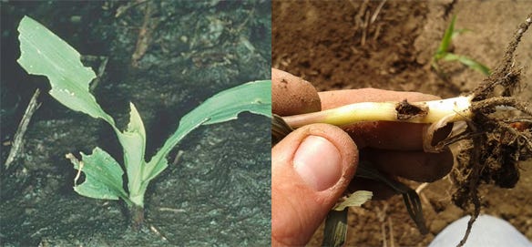 Black cutworm larvae usually begin chewing on corn plants above the soil surface. Leaf feeding (left) may be seen. As larvae mature, they can severely damage or kill plants (right).