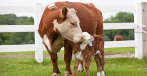 Beef cow with calf